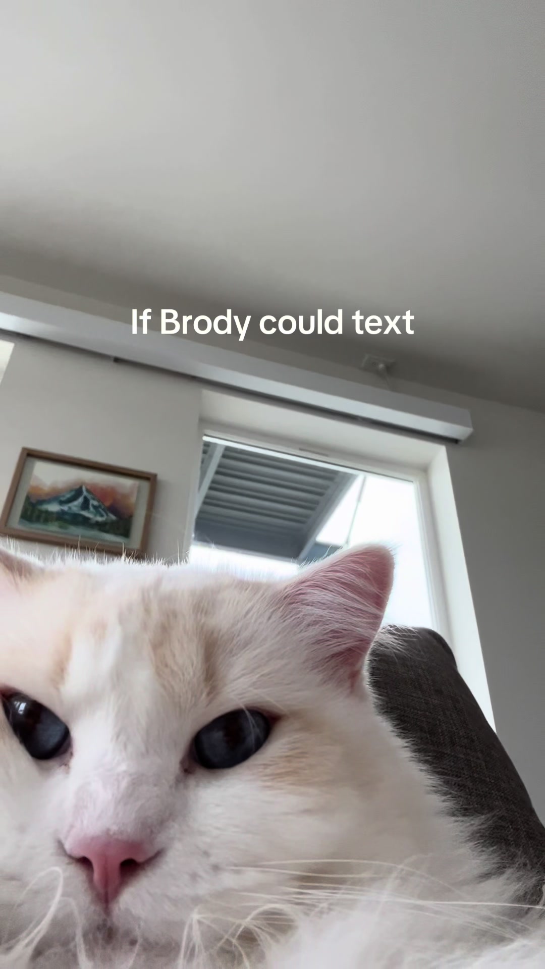 @Brody The Ragdoll Cat