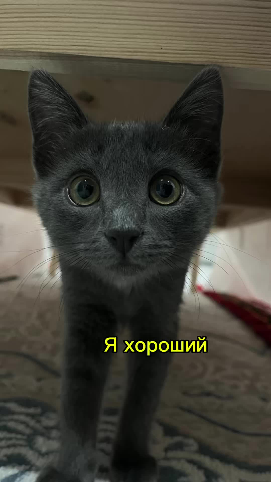 @Alish∞Indi
