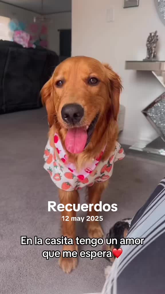 @Familiaperrunakiaraydefter