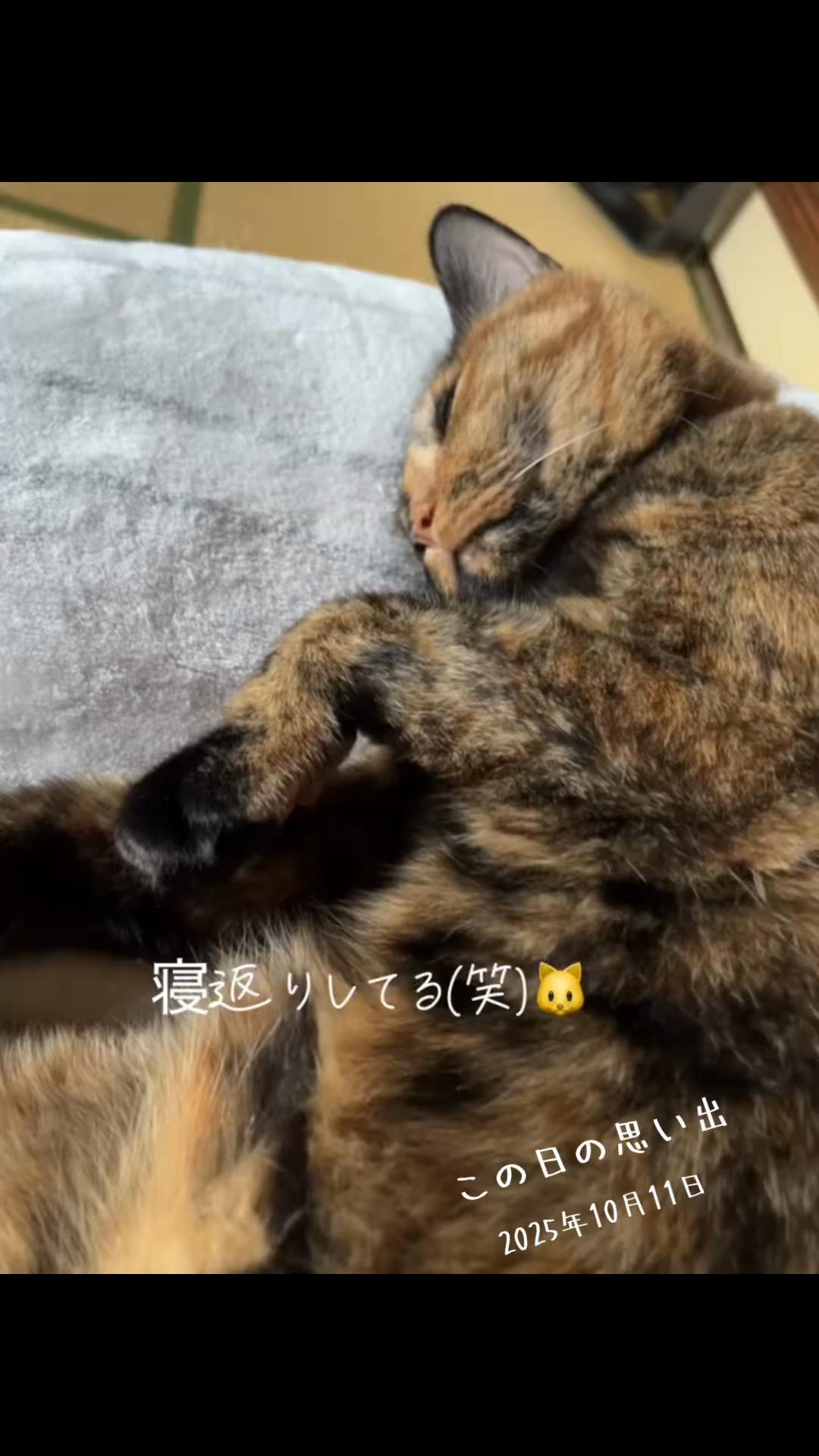 @🐱佳代🐱