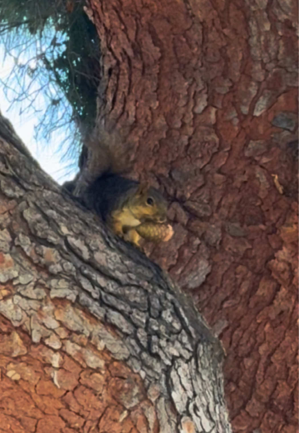 @DailyDoseOfSquirrels