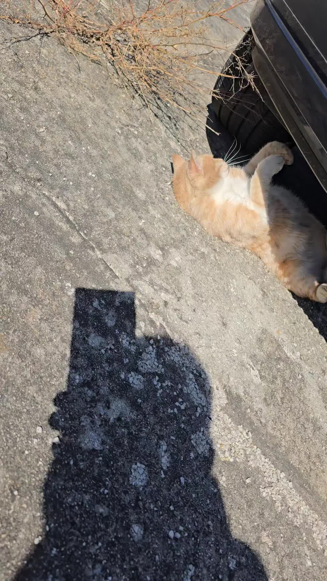 @고양이 형아