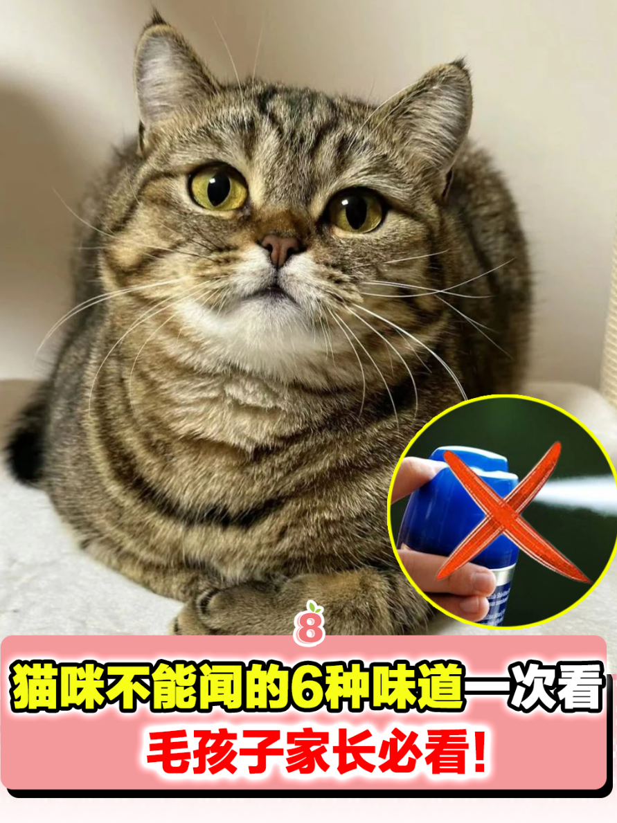 @8guava_tiktok