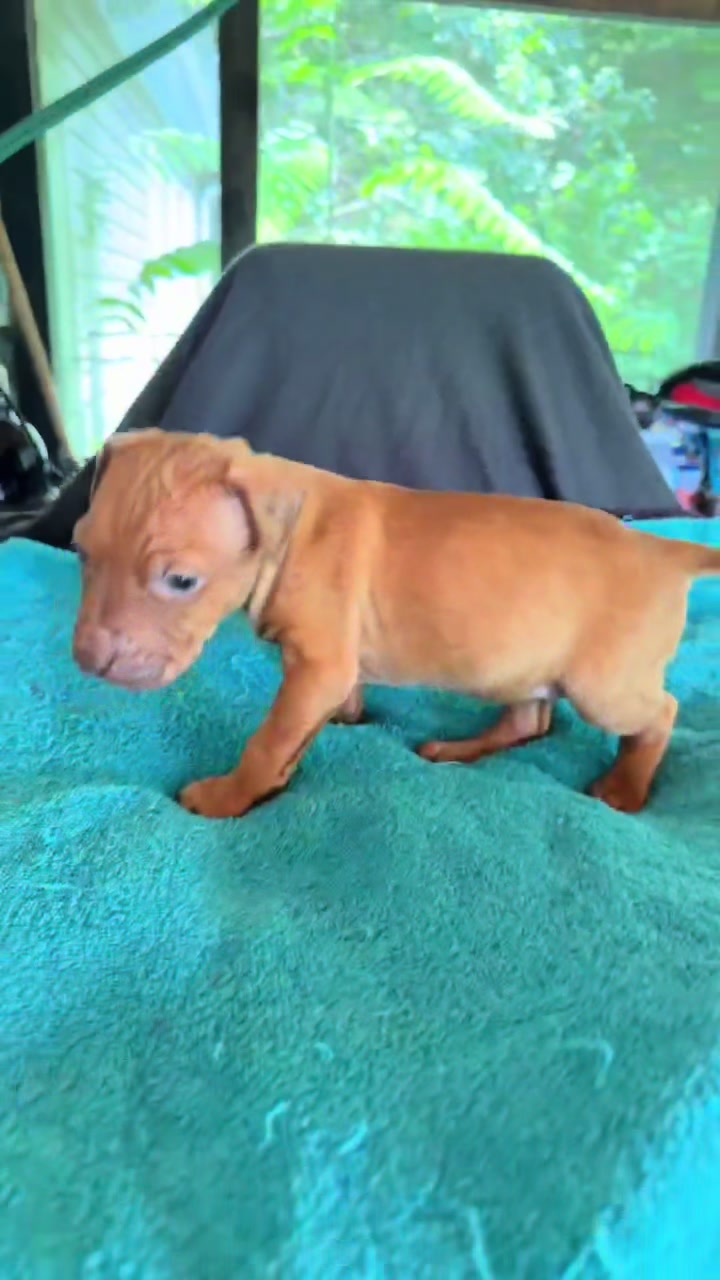 @WorldGoneMadKennels