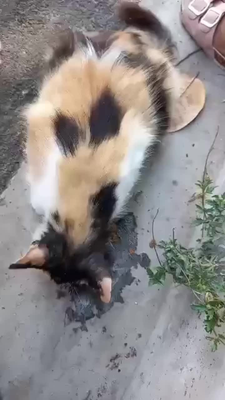 @ayudando perritos