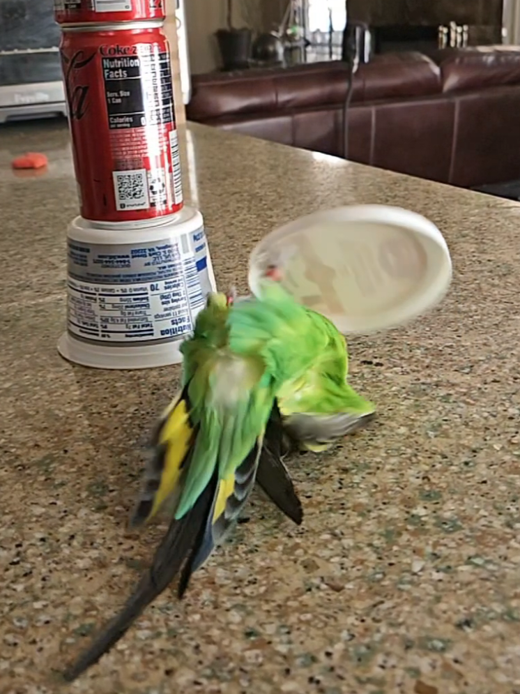 @Run Slow-Mo Charlie🦜