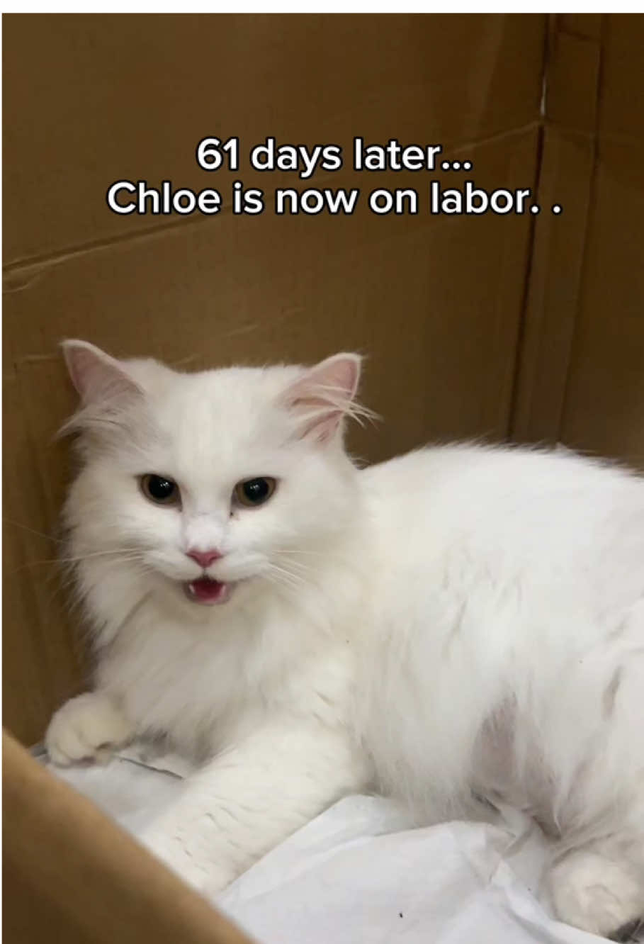 @Chloe & Casper 🐾