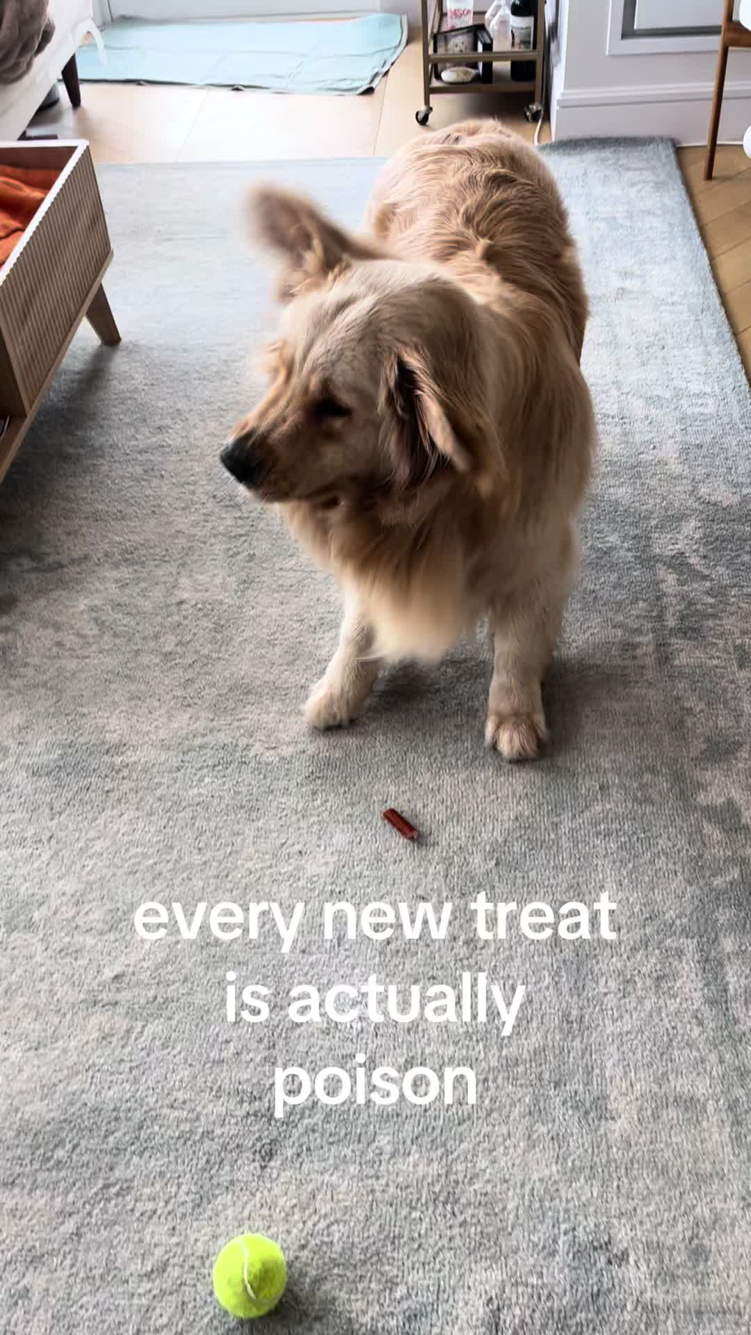 @Frank & George the NYC goldens