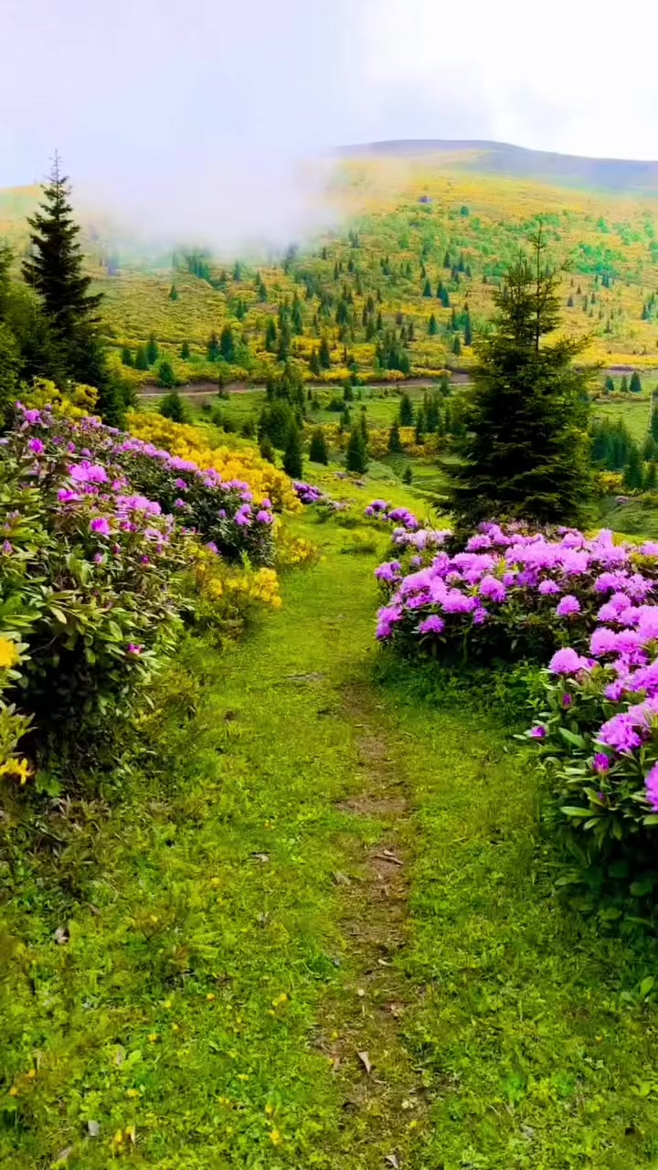 @_Hafizali61