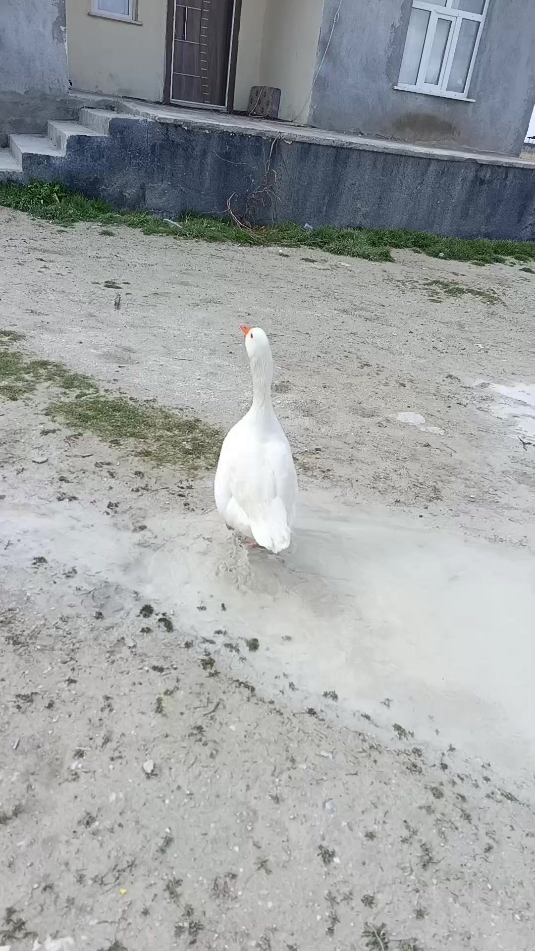 @Mehmet atılgan