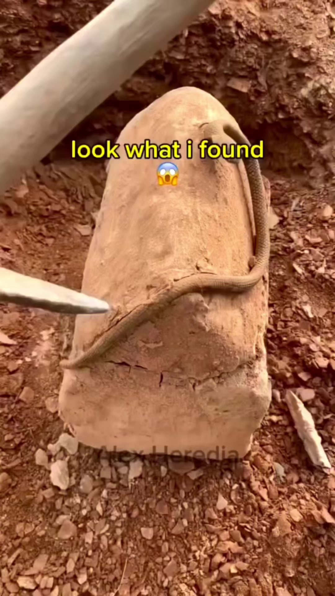 @spider_slack