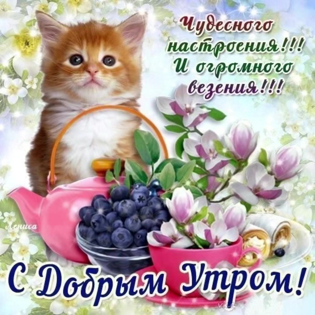 @котики на каждый день