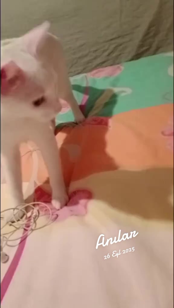 @Ali gül
