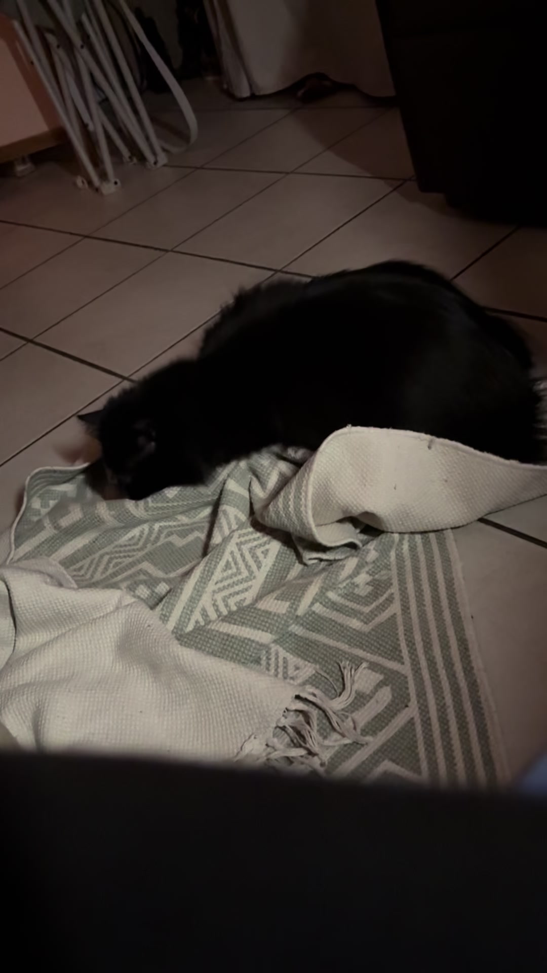 @Tao 🐈⬛ et Kiara 🐈⬛