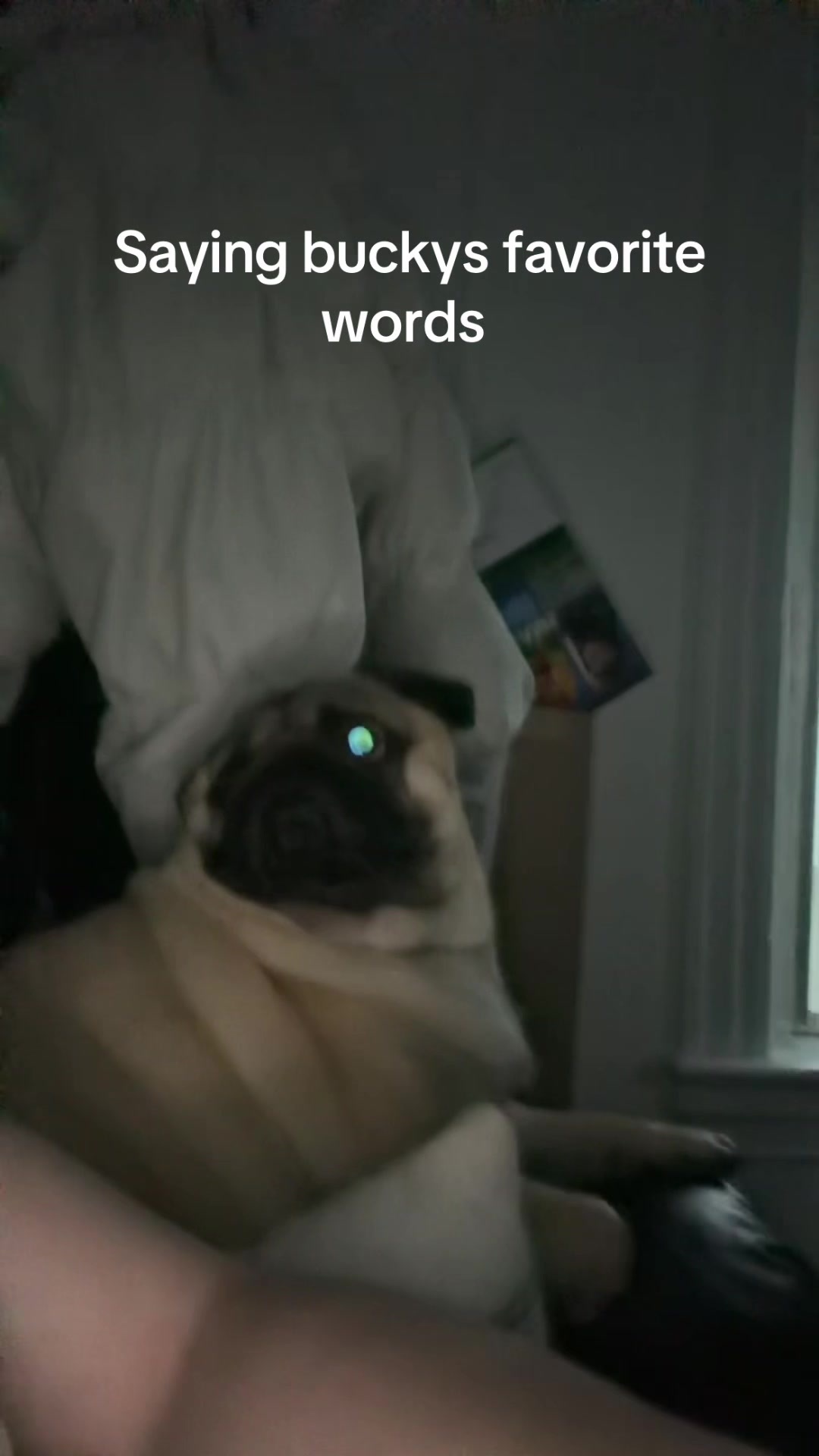 @thewinterpug