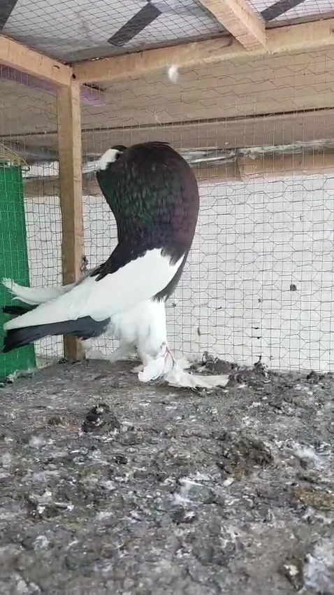 @quality.birds.ajk