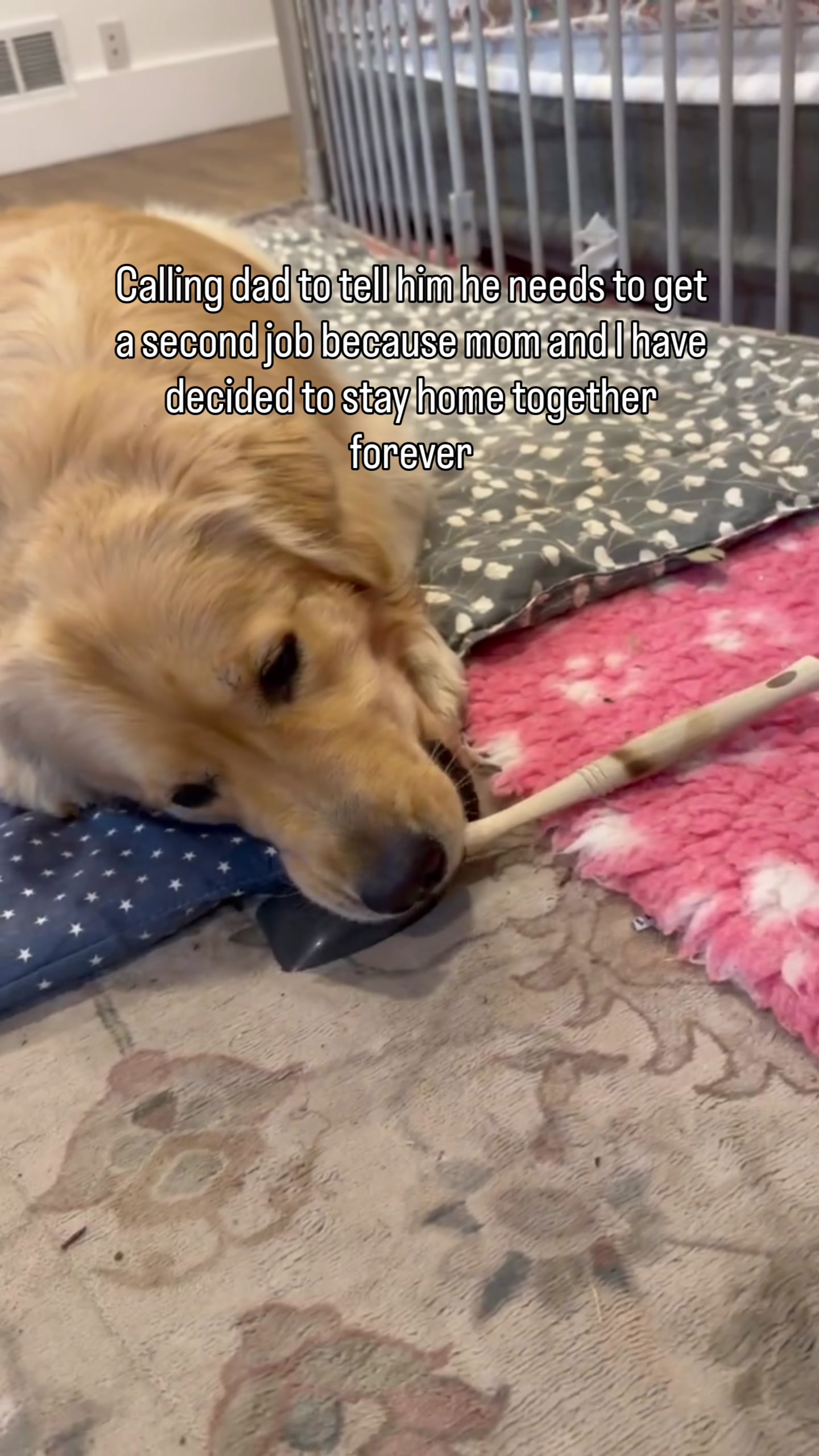 @DogMomisms