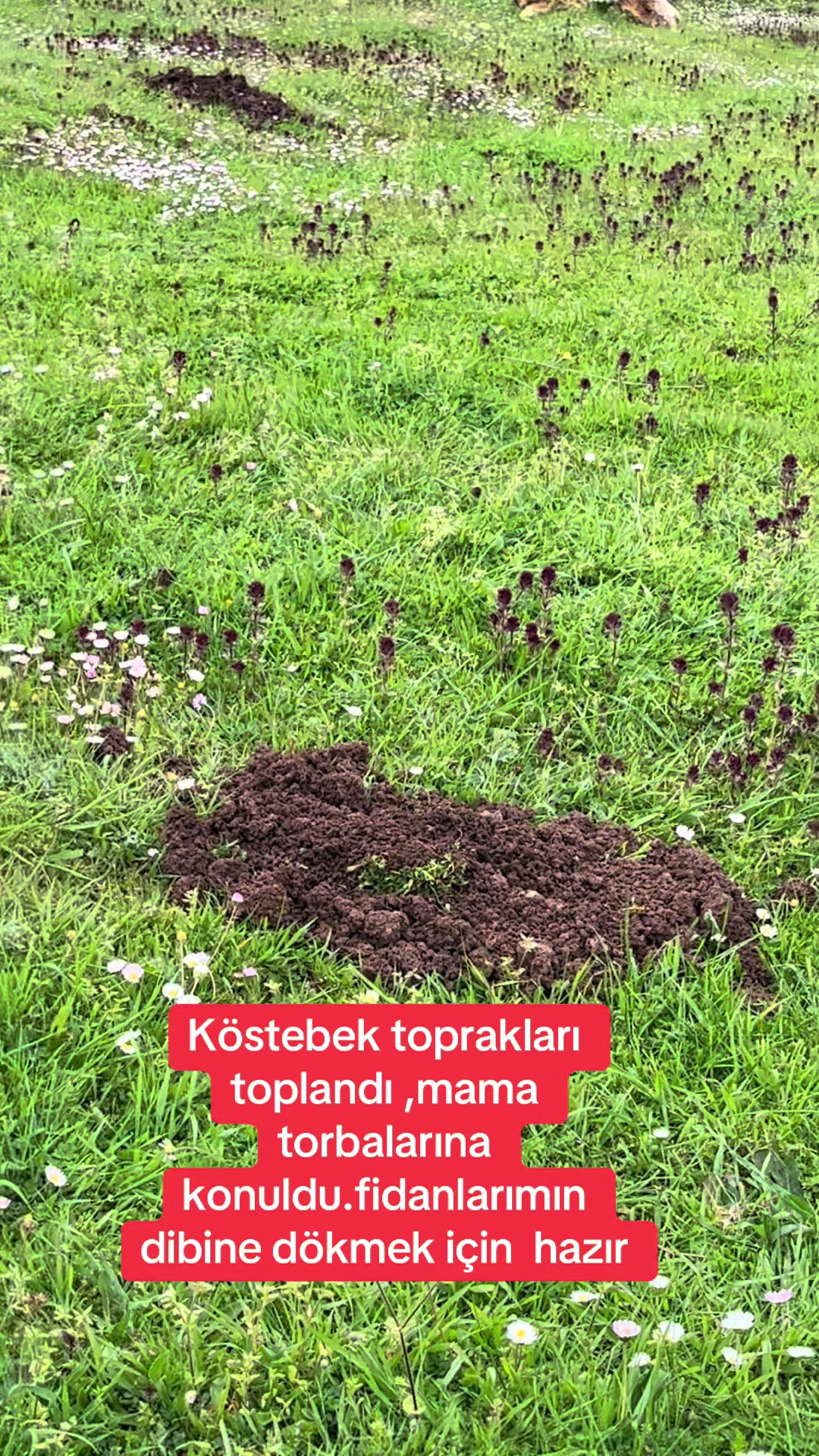 @&Ccedil;iğdem Altunbaş