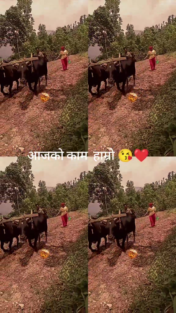 @gc bimala❤️❤️