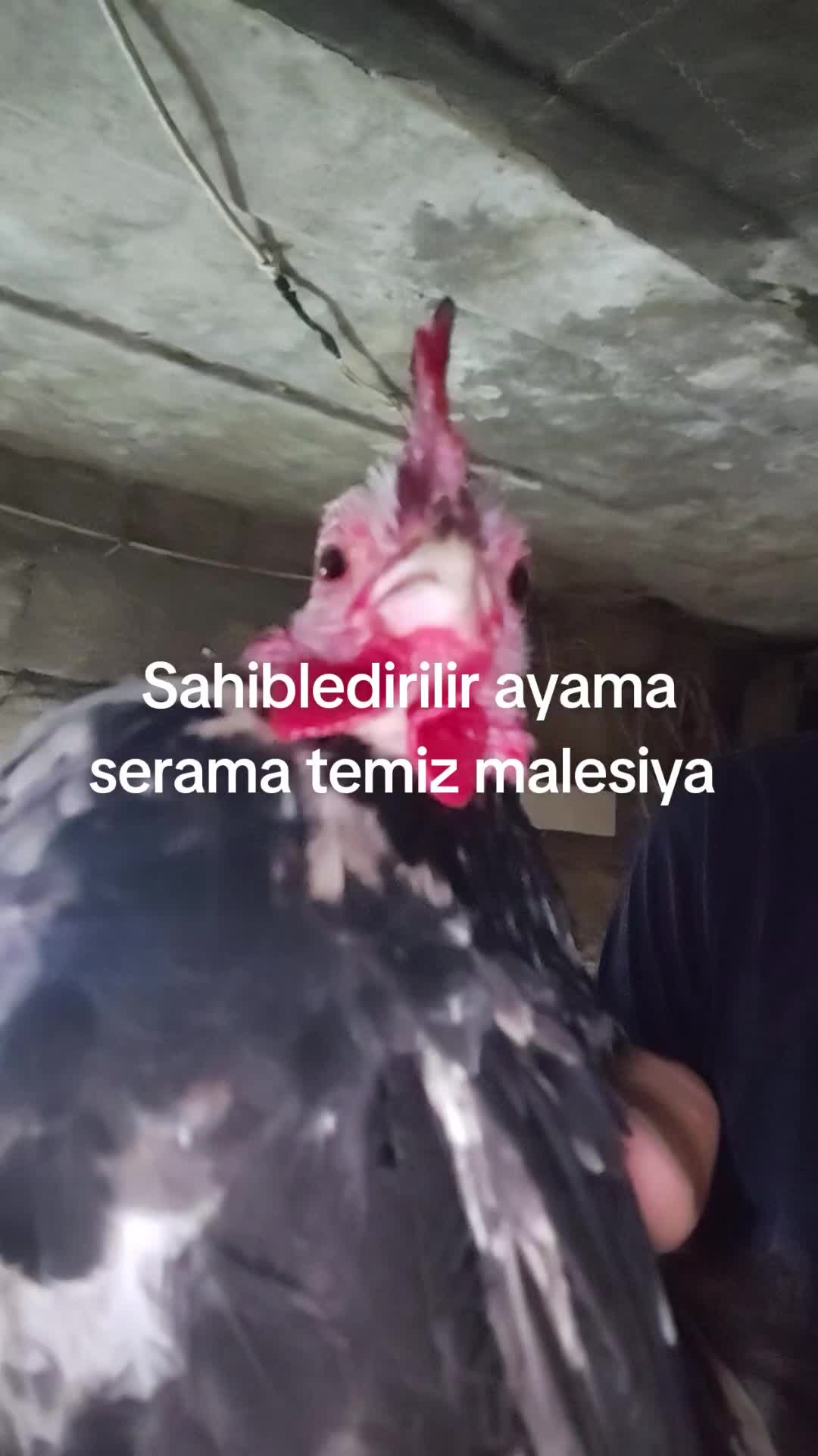 @MAŞTAĞA_QUŞCULUĞ