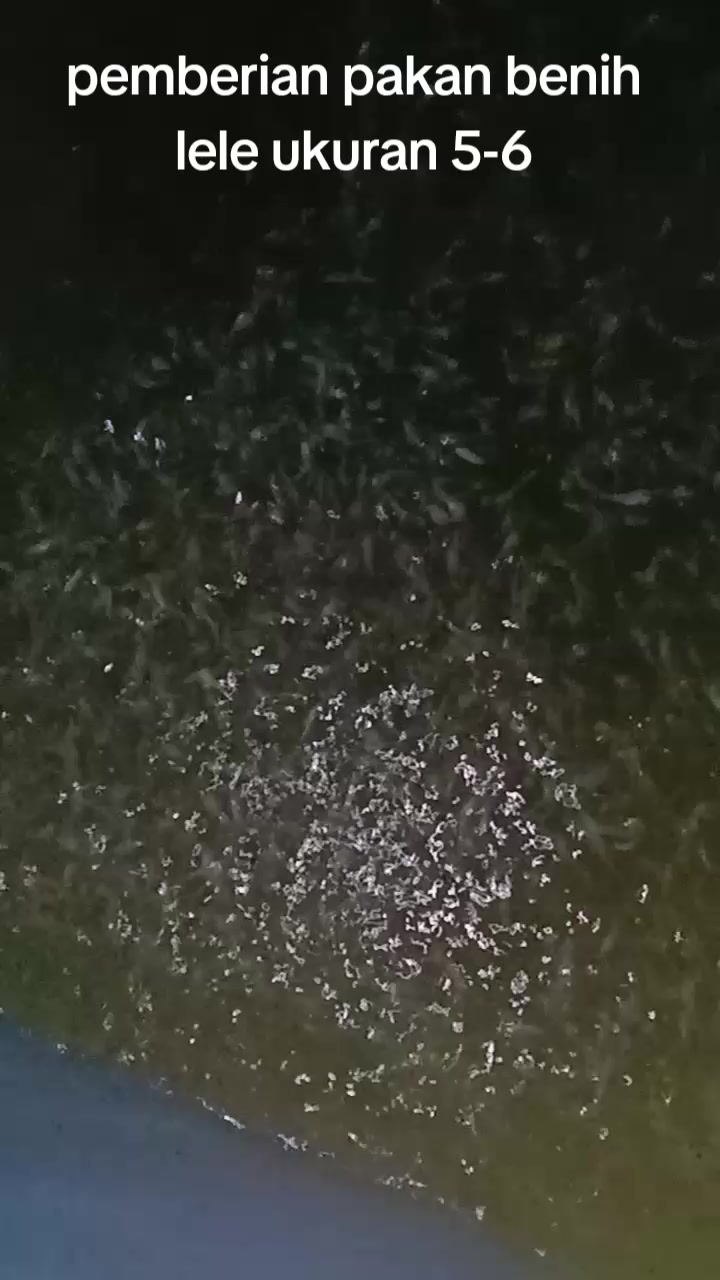 @afdhal koi farm
