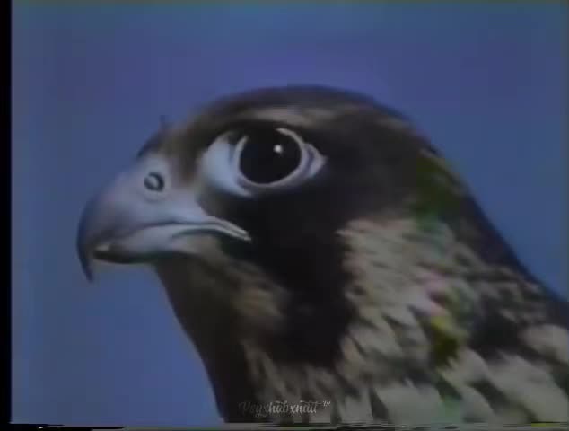@๐๐๐๐๐๐๐ฝ๐๐๐ฟ๐๐®