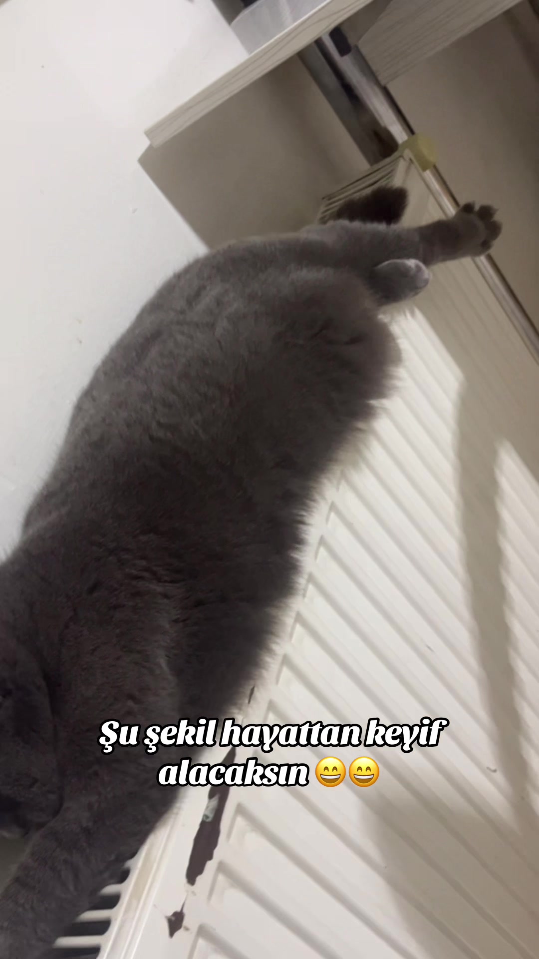 @Rumolog