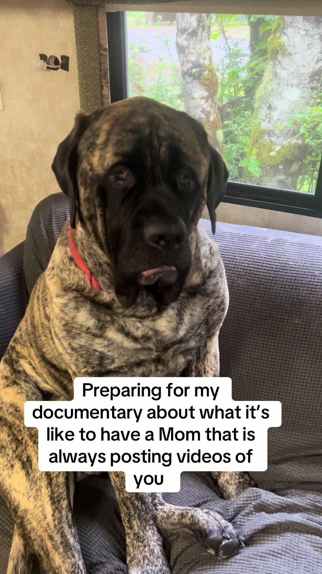 @BrindleBearTheMastiff