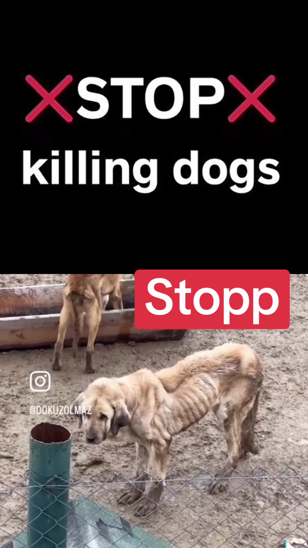 @Lua Team🐈🐕&zwj;🦺L&ouml;wenherz❤️🦁
