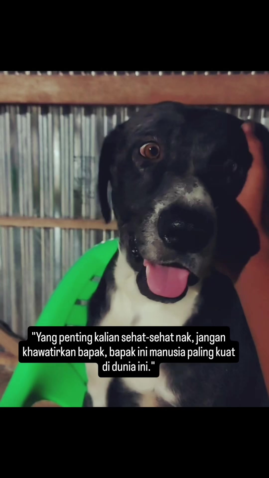 @indonesian_dog_lover