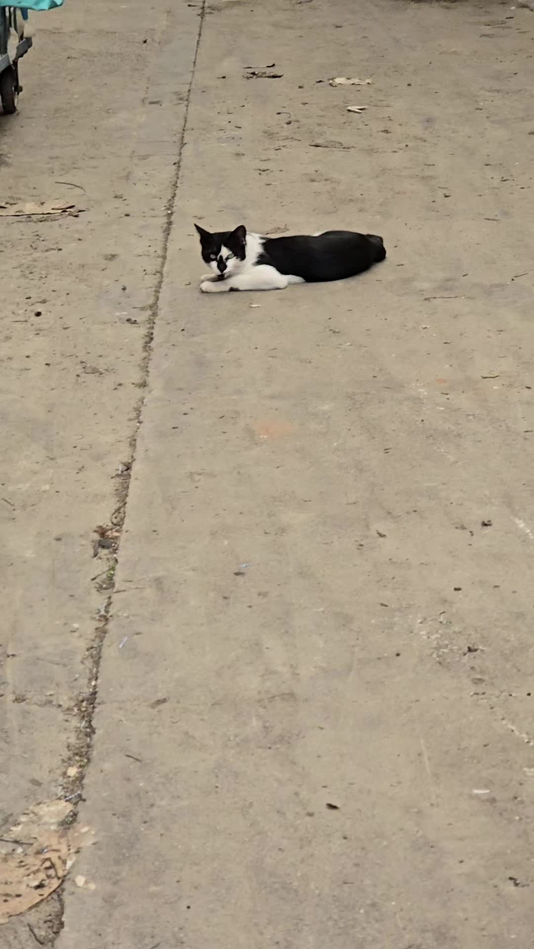 @고양이 형아
