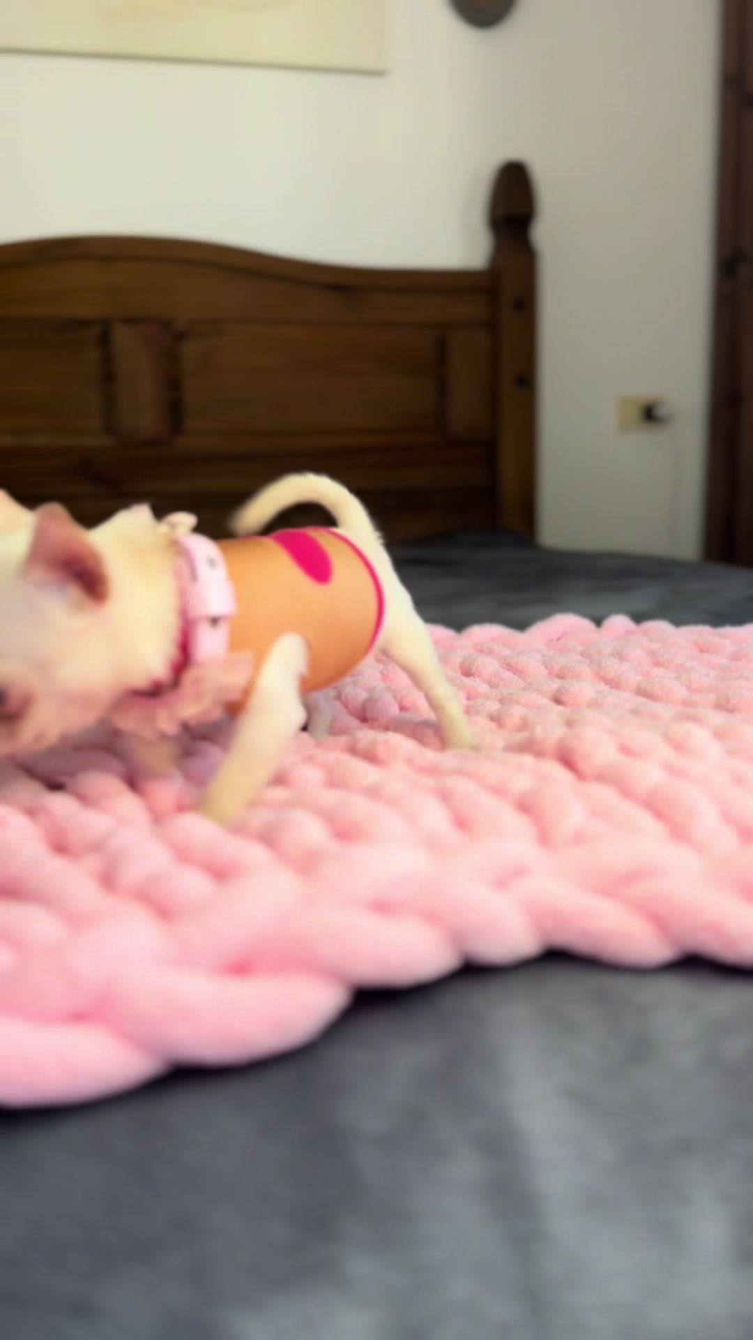 @teacupchihuahua