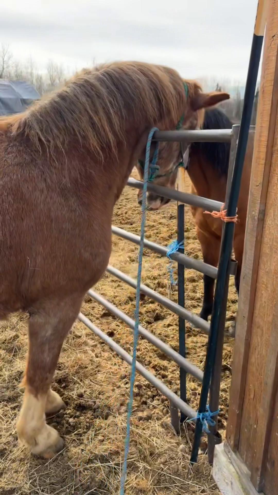 @Homebound Farm & Rescue