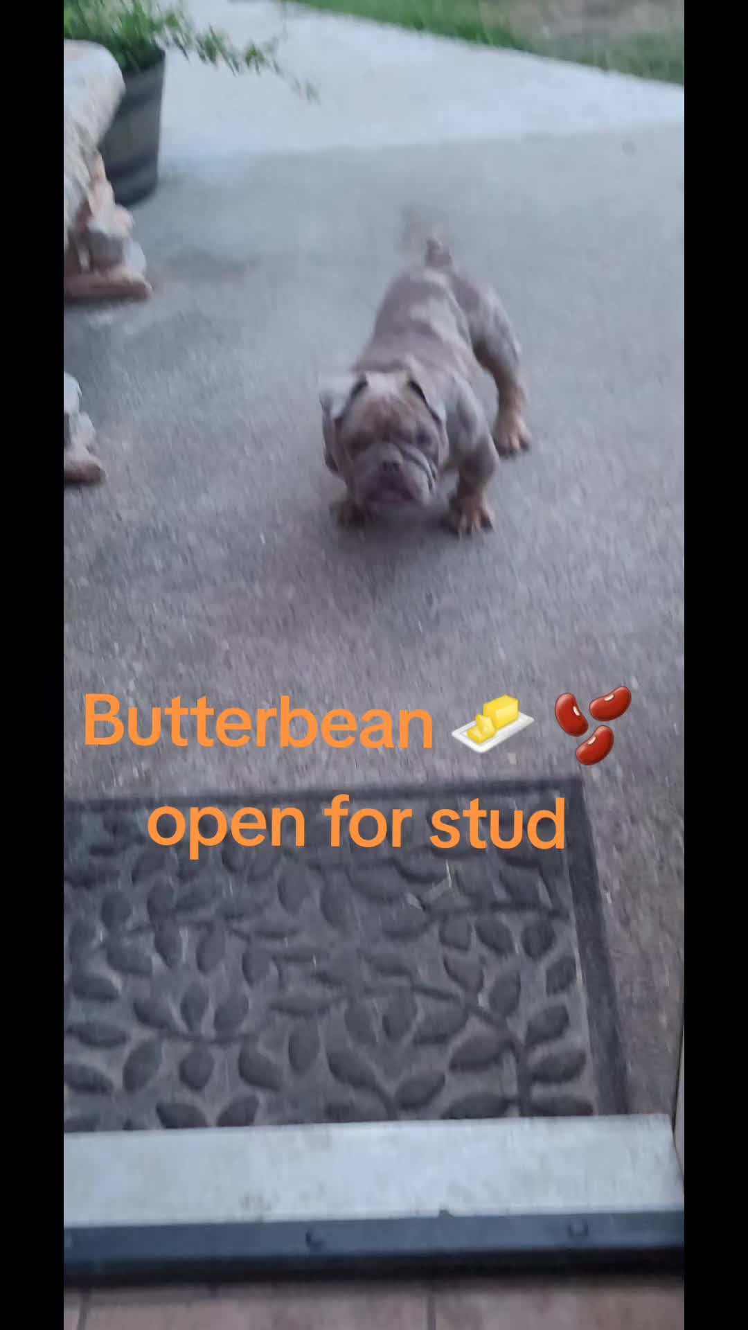@Crookedcitykennel