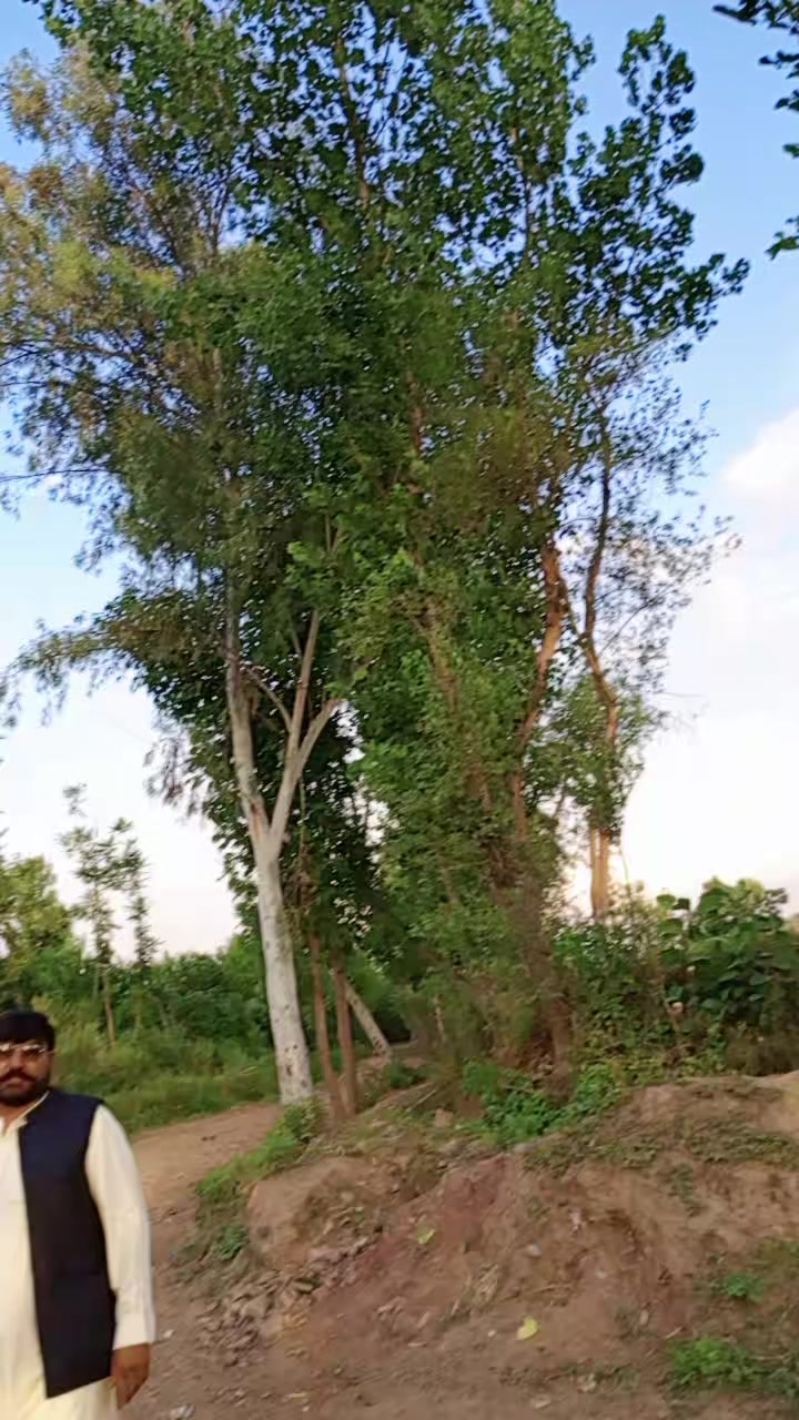 @ghani