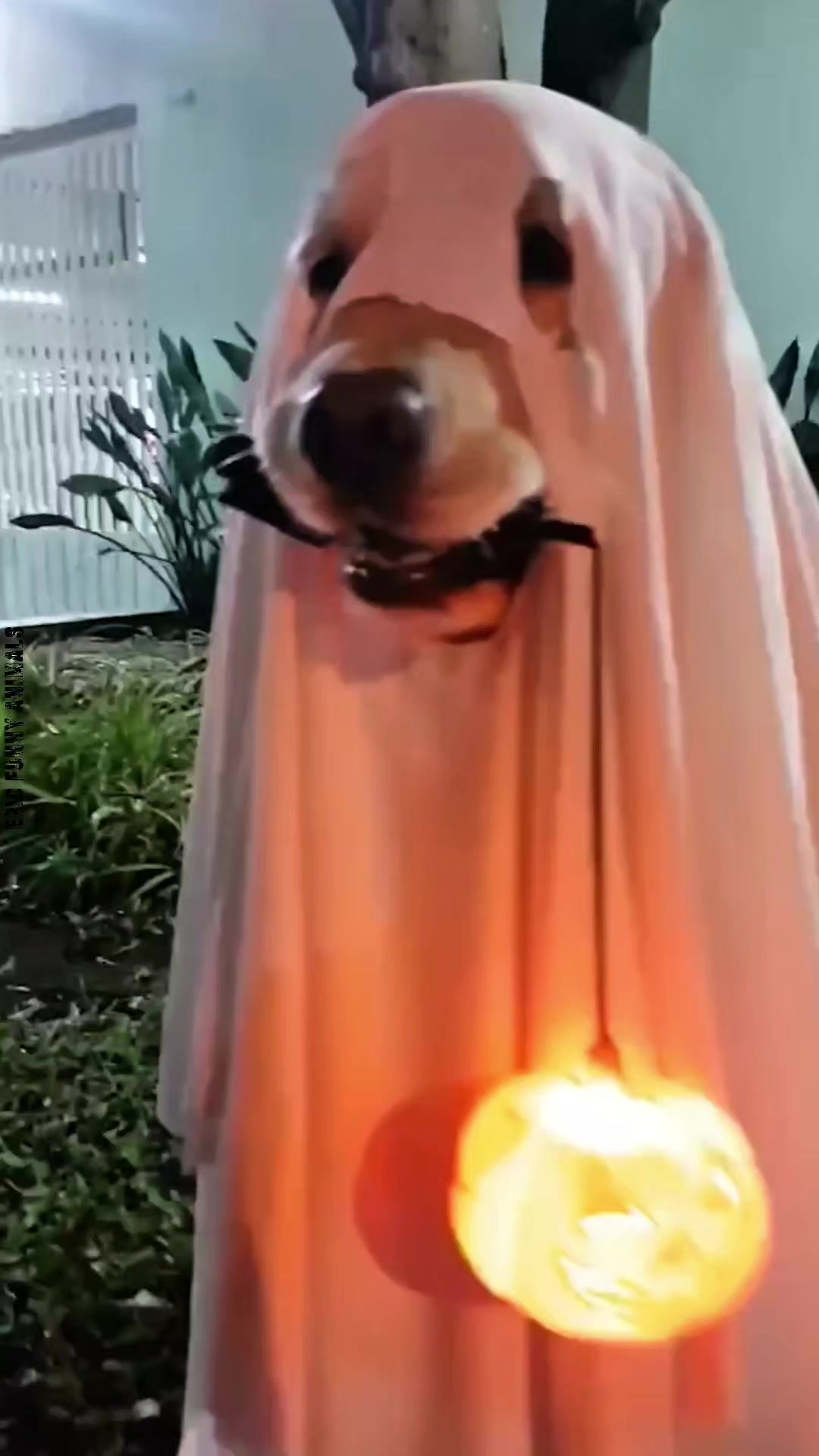 @Epic Funny Animals
