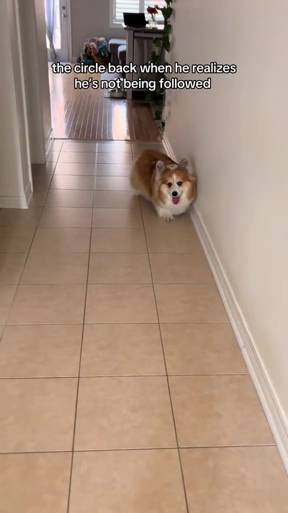 @hudsonthefluffycorgi