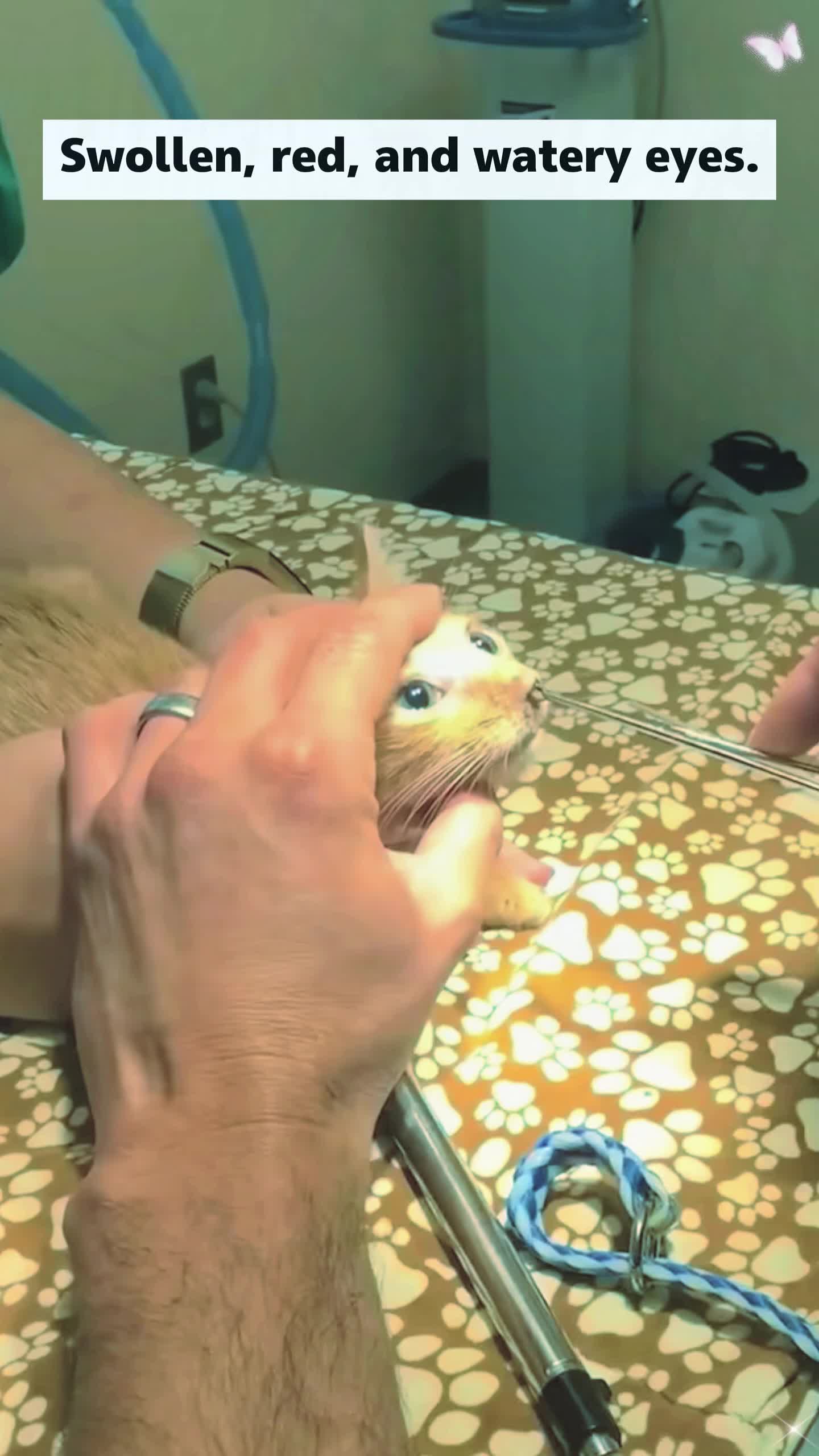 @Animal rescue tips