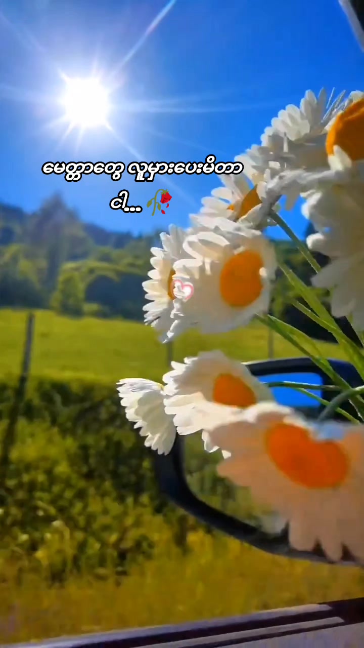 @đ˛đ˛Sun Flowerđťđłđąđťđ¸đŹ