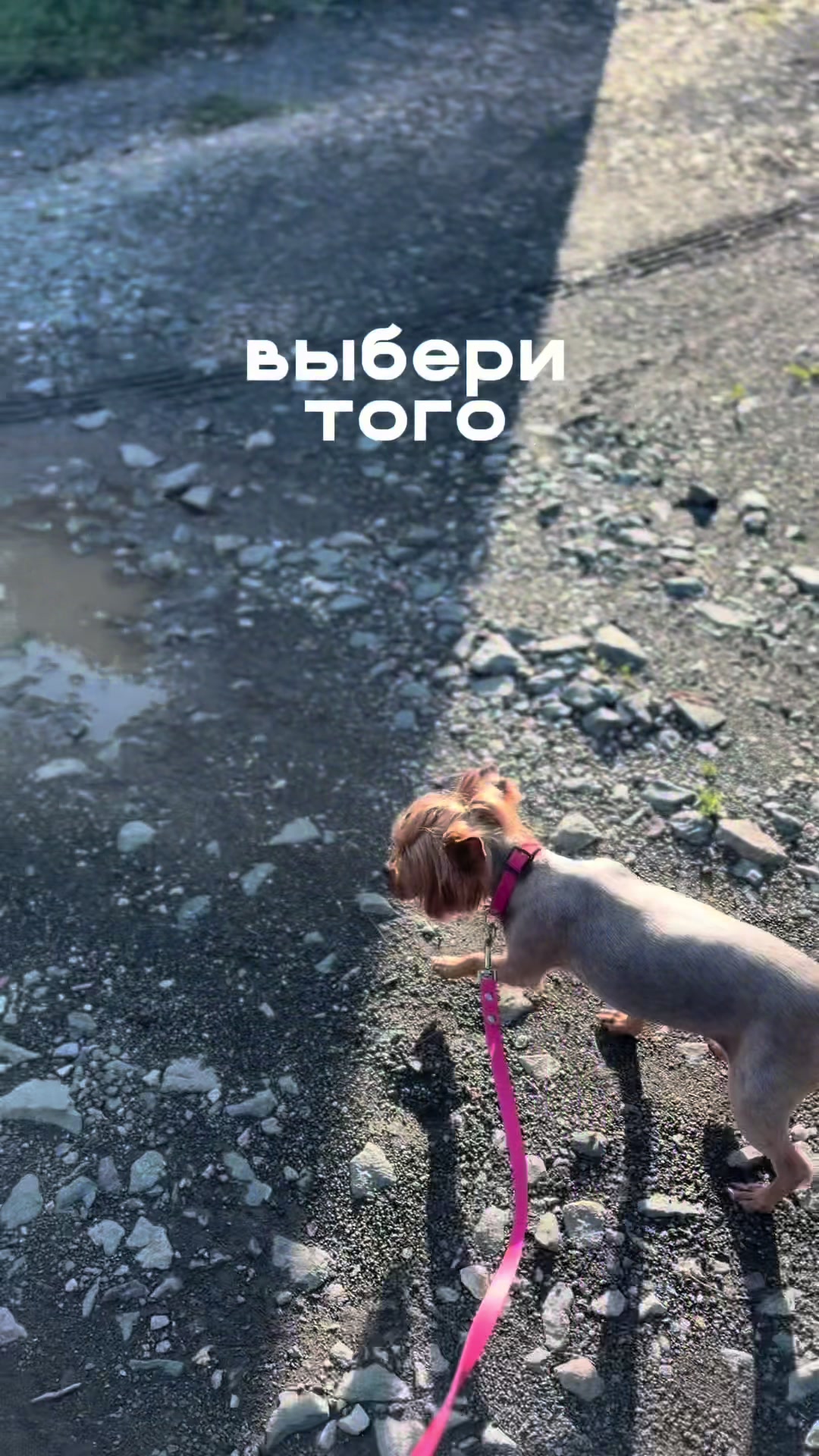 @Собака Евик🐾