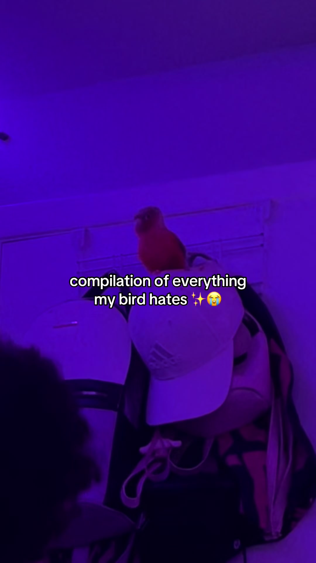 @zambvie