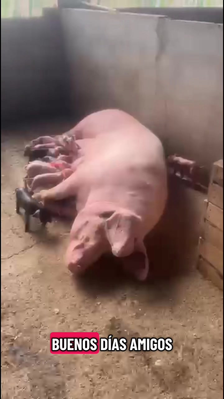 @jorgepesantez