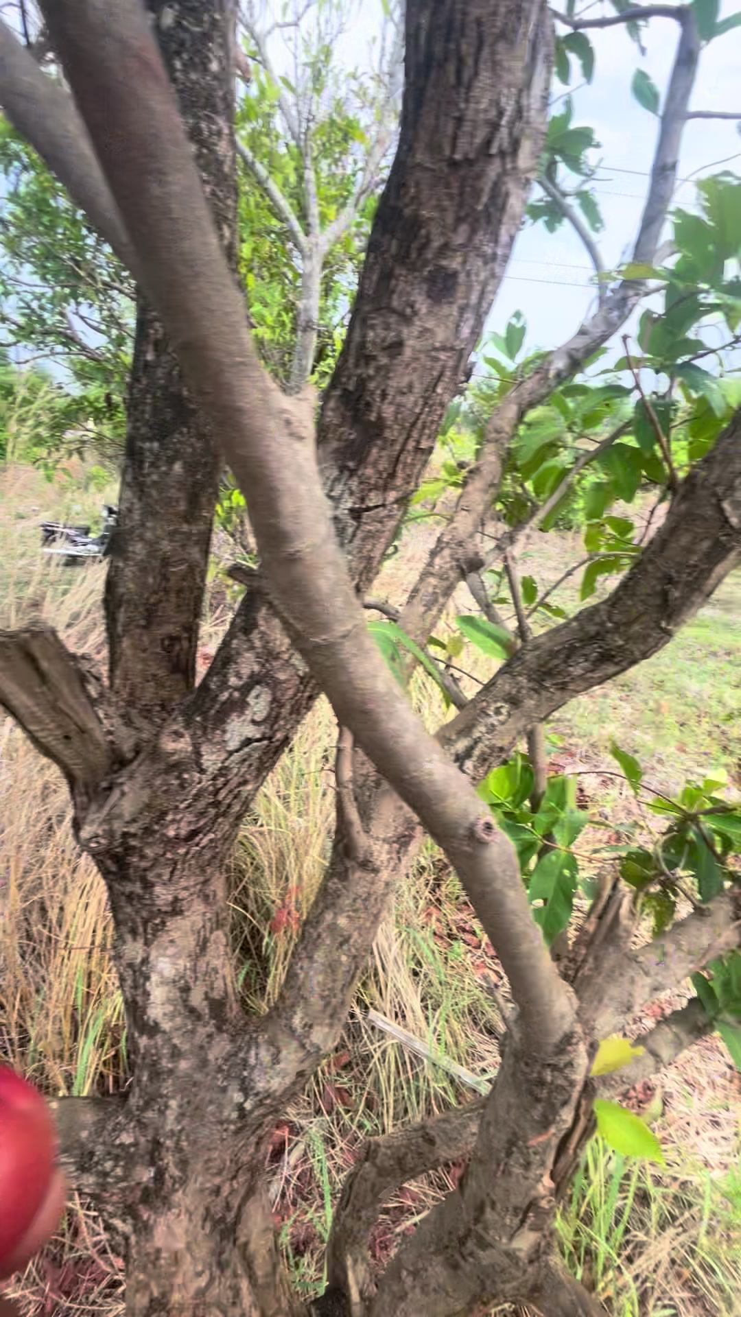 @បង ឡង99529