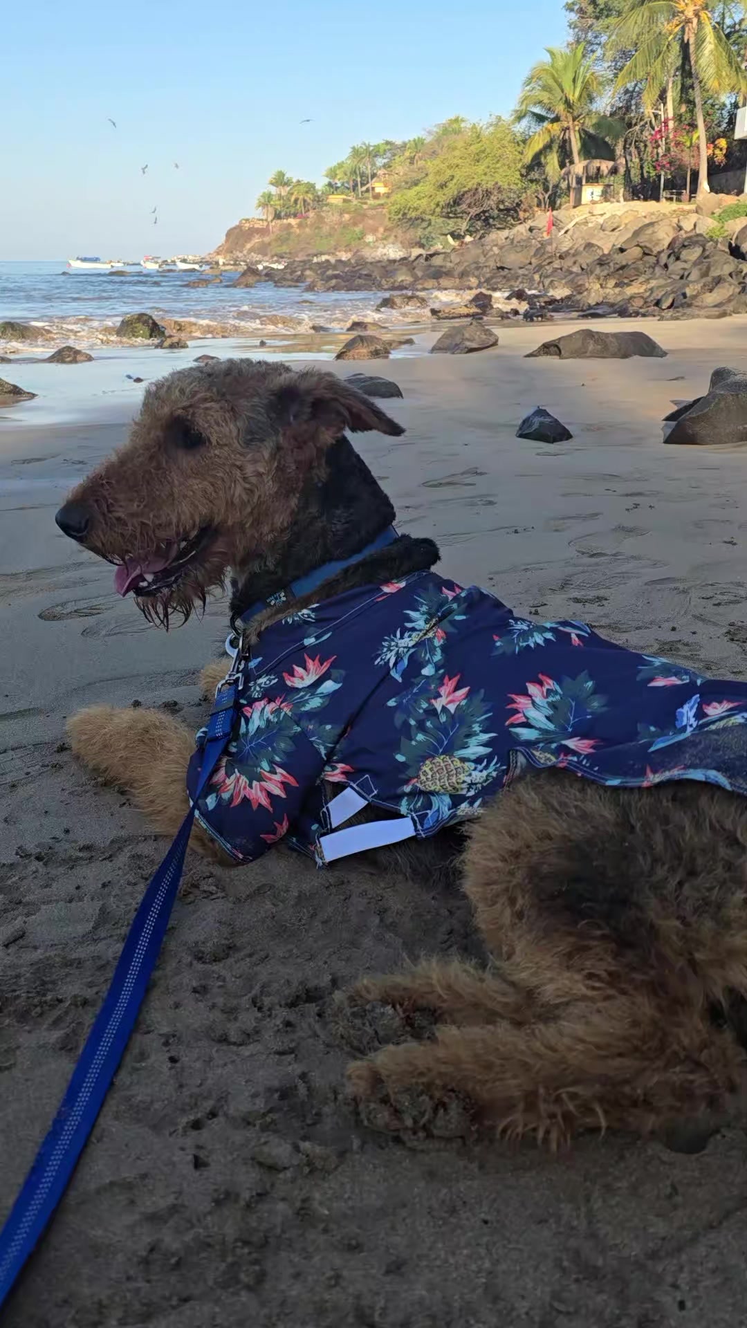 @Trufa Y M&aacute;ximo🐾Airedales