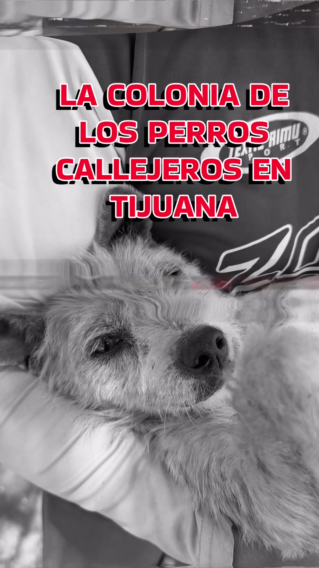 @yoamotijuana
