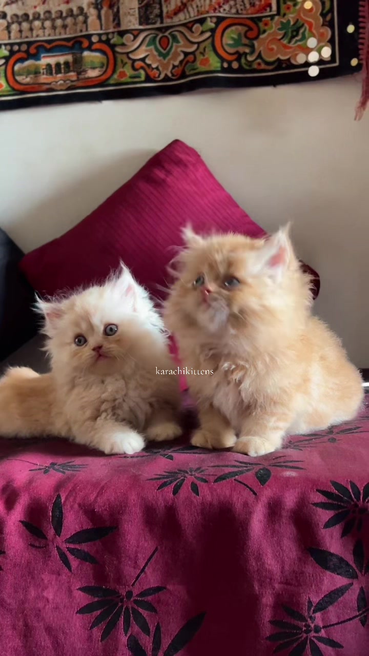 @karachikittens