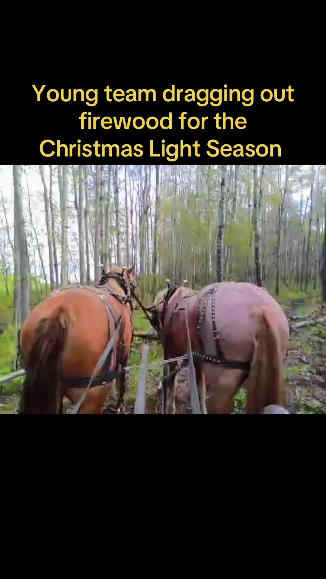 @Pigeon Lake Horse Drawn 🇨🇦