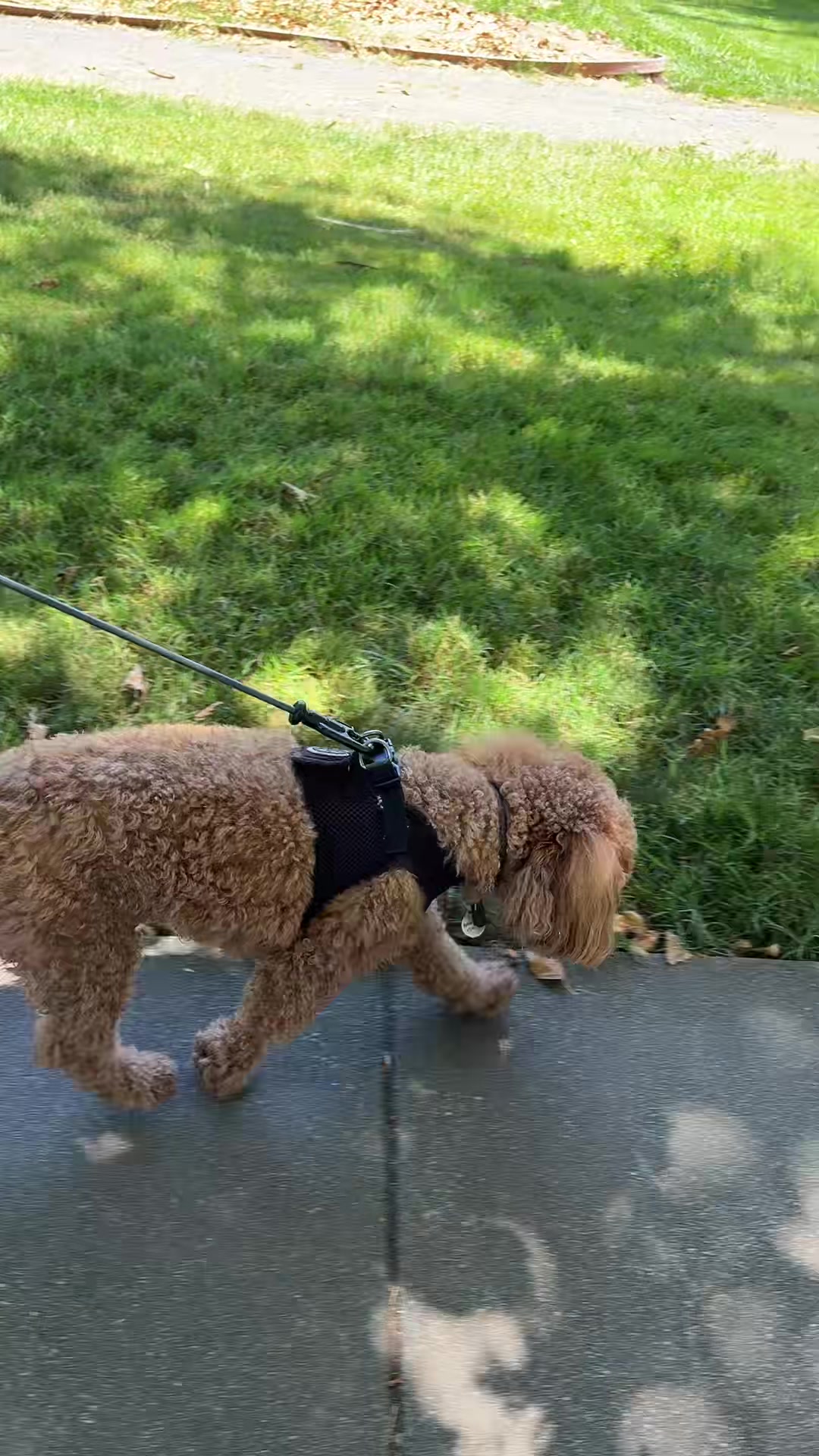 @dogwalkerannika