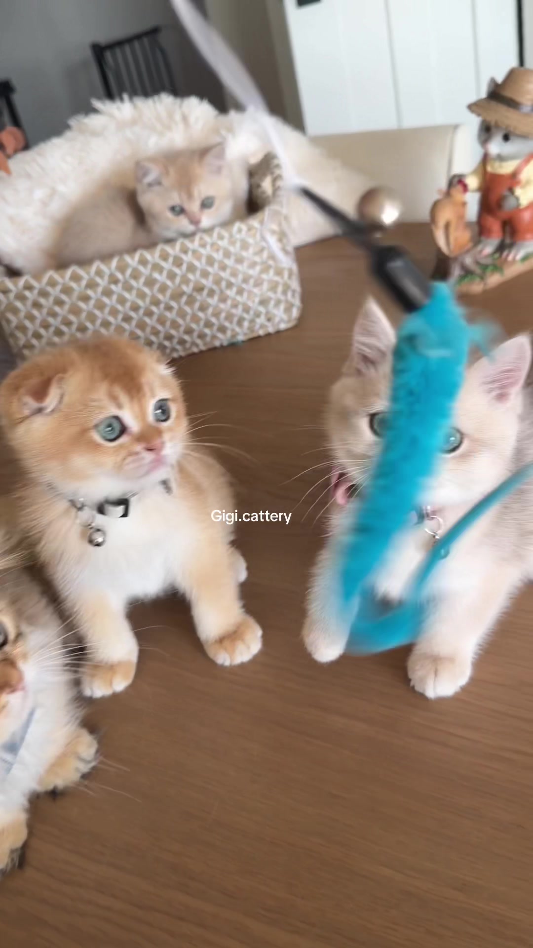 @gigi.cattery