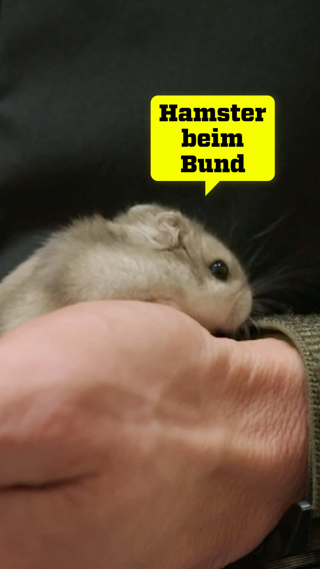 @ZDFinfo